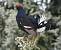 Black Grouse (Tetrao tetrix) � Paul Walser Schwyzer