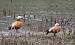 Ruddy Shelduck (Tadorna ferruginea) � Thibault Gebhard
