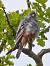 Red-footed Falcon (Falco vespertinus) � Bernhard & Edith Herzog