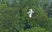Eurasian Spoonbill (Platalea leucorodia) � Thomas Wahli