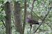 European Turtle Dove (Streptopelia turtur) � Florian Gebhard