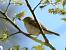 Western Bonelli's Warbler (Phylloscopus bonelli) � G�rard Christian Bauer-Jordi