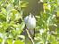 Western Bonelli's Warbler (Phylloscopus bonelli) � G�rard Christian Bauer-Jordi