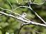 Western Bonelli's Warbler (Phylloscopus bonelli) � G�rard Christian Bauer-Jordi
