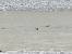 Common House Martin (Delichon urbicum) � G�rard Christian Bauer-Jordi