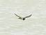 Barn Swallow (Hirundo rustica) � G�rard Christian Bauer-Jordi