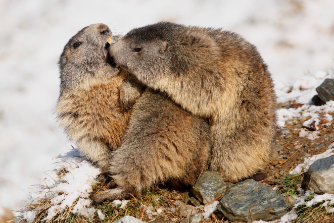Marmotte des Alpes - Eric Bouchet