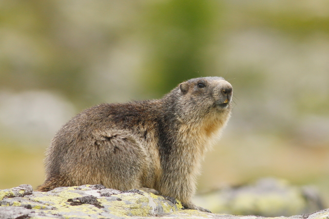 Marmotte des Alpes - Eric Bouchet