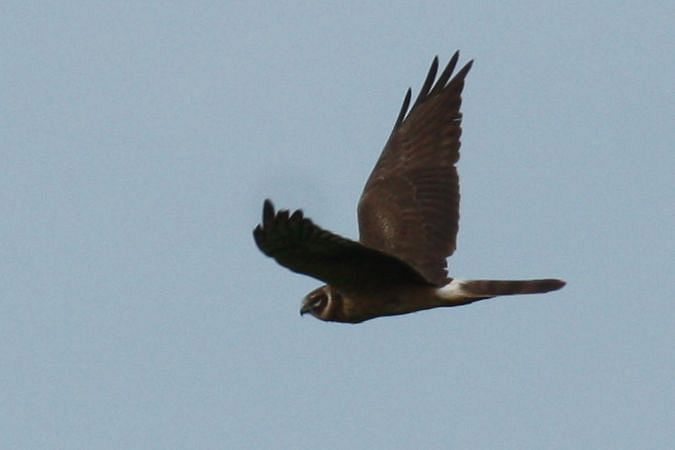 Pallid Harrier  - Stefan Greif