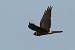 Busard p�le  - Stefan Greif