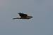 Busard p�le  - Stefan Greif