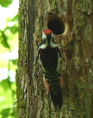 Middle Spotted Woodpecker  - Barbara Froehlich-Schmitt