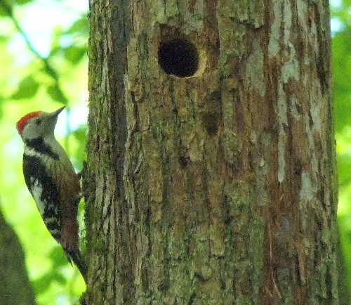 Middle Spotted Woodpecker  - Barbara Froehlich-Schmitt