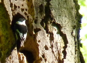 Collared Flycatcher  - Barbara Froehlich-Schmitt