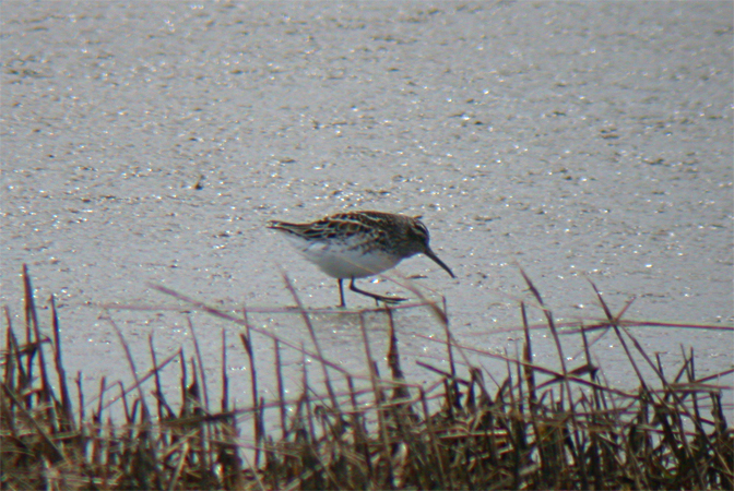 Broad-billed Sandpiper  - Martin K�hn