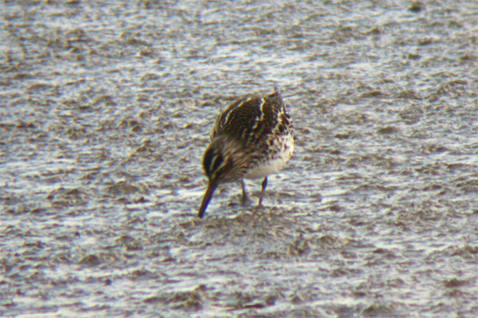Broad-billed Sandpiper  - Martin K�hn