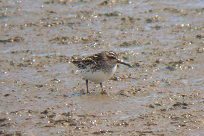 Broad-billed Sandpiper  - Martin K�hn