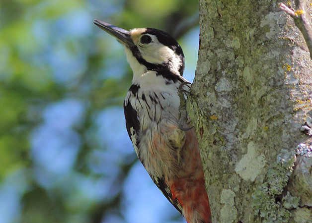 White-backed Woodpecker  - Markus D�hne