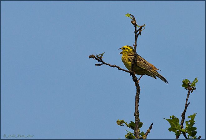Yellowhammer  - Karl-Heinz Huil