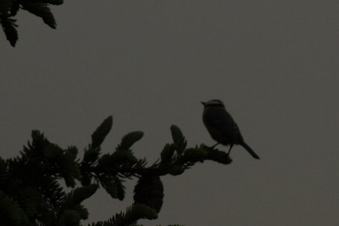 Eurasian Blue Tit 