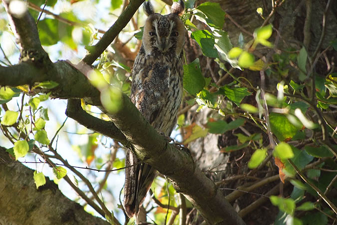 Long-eared Owl  - Martin Blunck