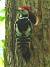 Middle Spotted Woodpecker  - Barbara Froehlich-Schmitt