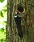 Middle Spotted Woodpecker  - Barbara Froehlich-Schmitt