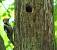 Middle Spotted Woodpecker  - Barbara Froehlich-Schmitt