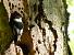 Collared Flycatcher  - Barbara Froehlich-Schmitt