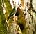 Collared Flycatcher  - Barbara Froehlich-Schmitt