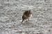 Broad-billed Sandpiper  - Martin K�hn