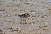 Broad-billed Sandpiper  - Martin K�hn