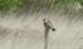 Faucon kobez  - Hilger Lemke