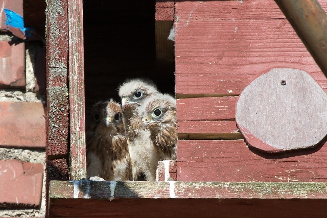 Common Kestrel  - Ingbert Schwinum