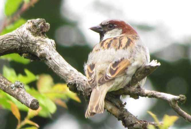 House Sparrow  - Isabelle Zwick