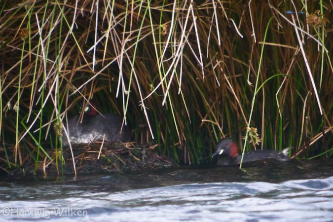 Little Grebe  - Hartwig Wilken