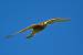 Common Kestrel  - Ingbert Schwinum