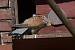 Common Kestrel  - Ingbert Schwinum
