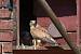 Common Kestrel  - Ingbert Schwinum