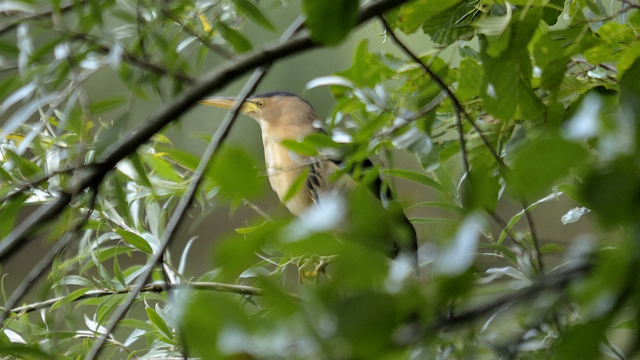 Little Bittern  - Friedrich Renner
