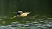 Little Bittern  - Friedrich Renner