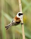 Eurasian Penduline Tit - Klaus Ewald
