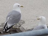 Mew Gull - Bernhard Kondziella