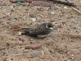 Sand Martin - Walter Mark