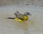 Western Yellow Wagtail (flava) - Werner K�necke