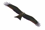 Black Kite - Rembert G�dde