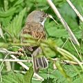 Common Whitethroat - Rembert G�dde