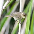 Common Chiffchaff - Rembert G�dde