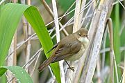 Eurasian Reed Warbler - Rembert G�dde