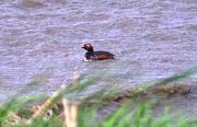 Black-necked Grebe - Markus Risch